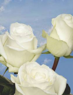 Rousseau (Harvey), Blanche