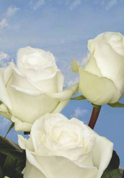 Rousseau (Harvey), Blanche